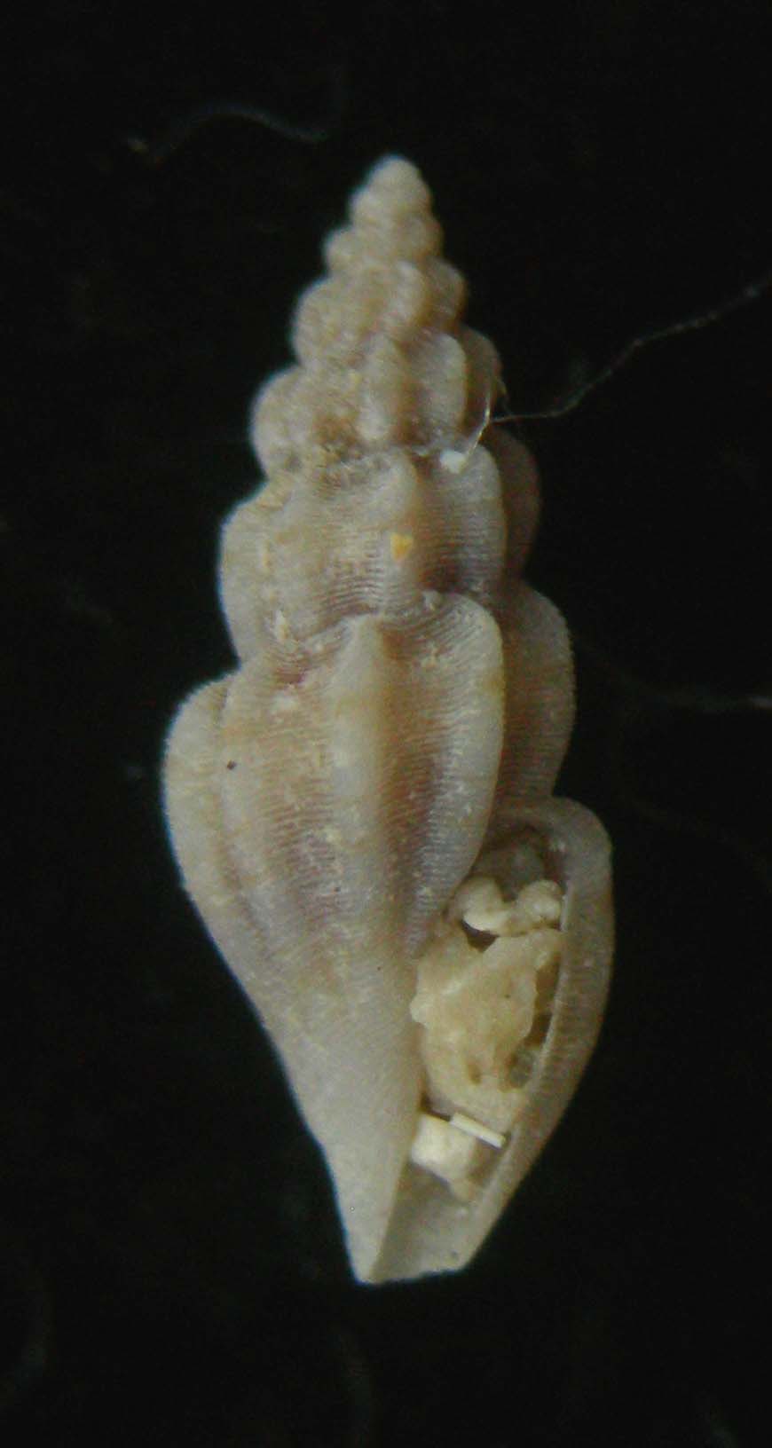 mangelia costulata